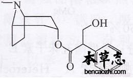 颠茄生物碱