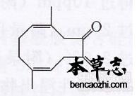 郁金挥发油