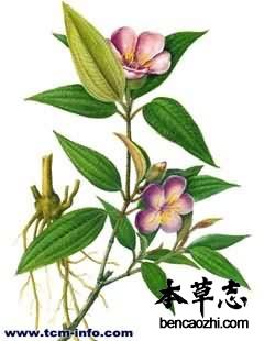 红毛菍