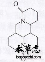 苦豆草生物碱