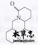 苦豆草生物碱