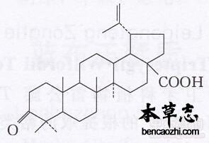 路路通总萜